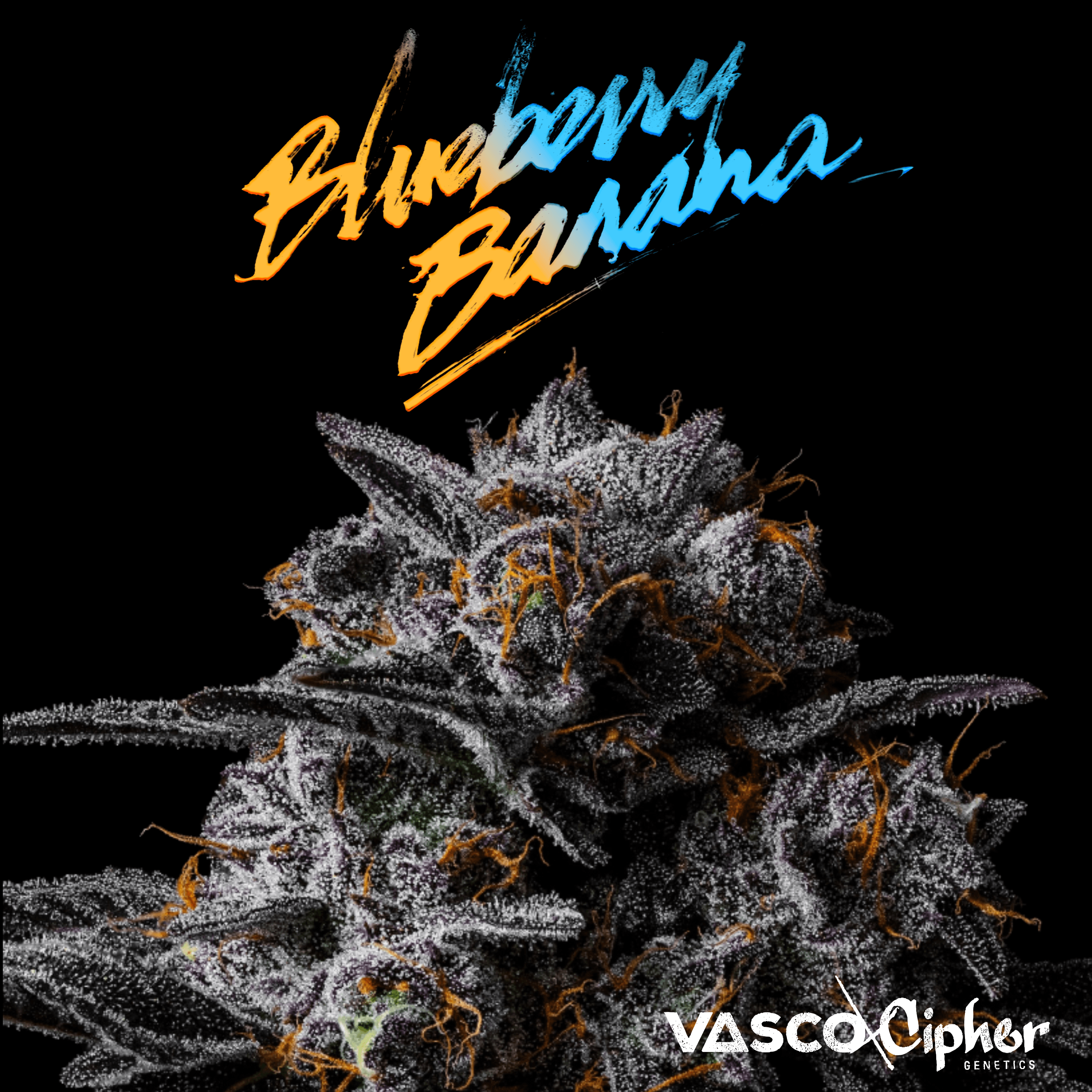 Vasco x Cipher BB 28/1 Blueberry Banana product photo