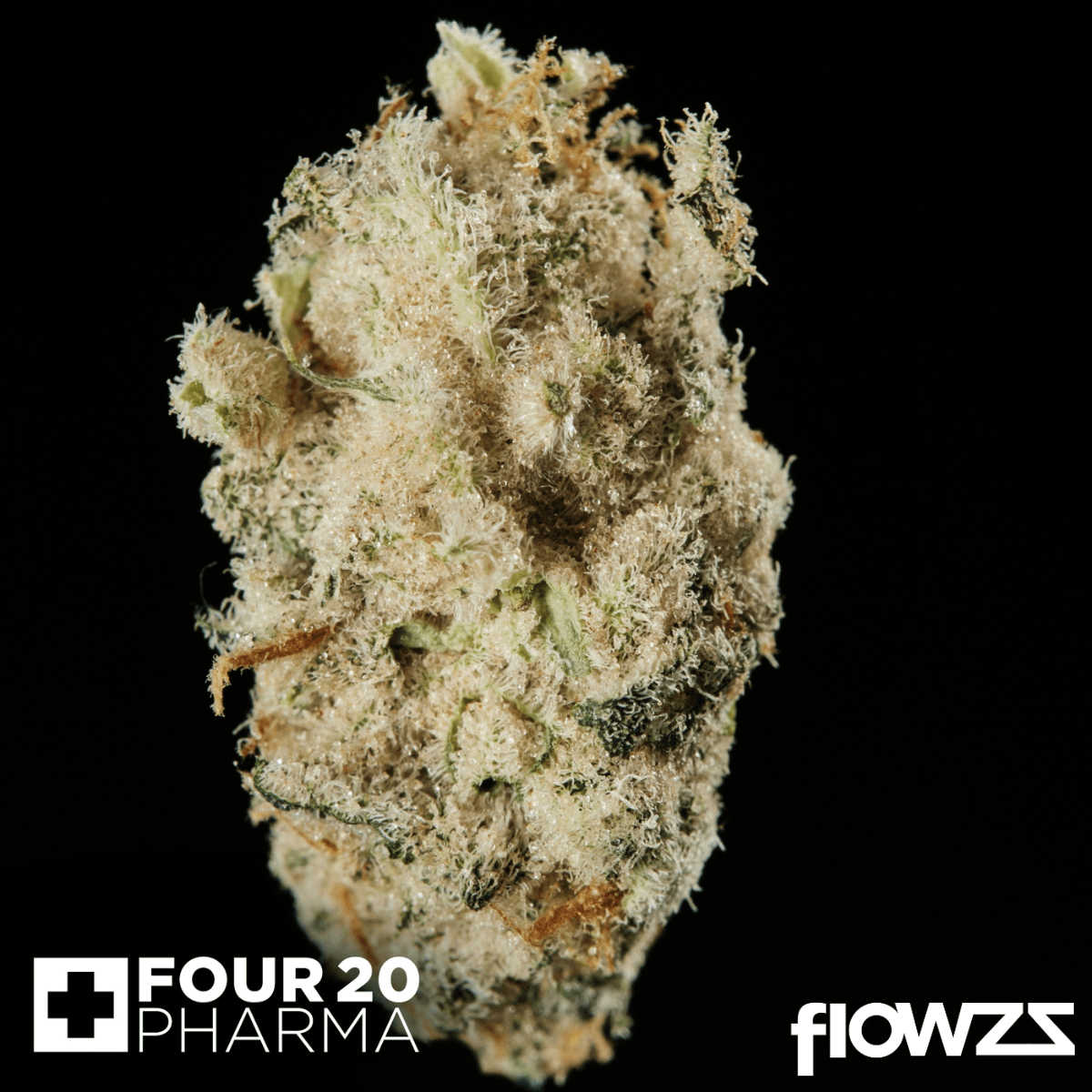 420 Evolution 30/1 CA MSP Masterpiece Produktfoto