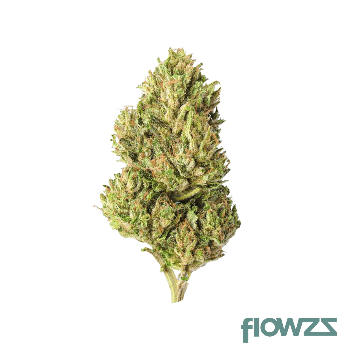 Cannamedical Hybrid classic BC Garlic Truffle Produktfoto