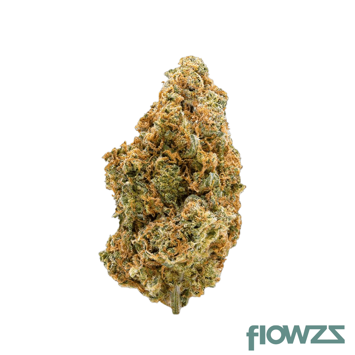 Amici 33/1 STD Stardawg product photo