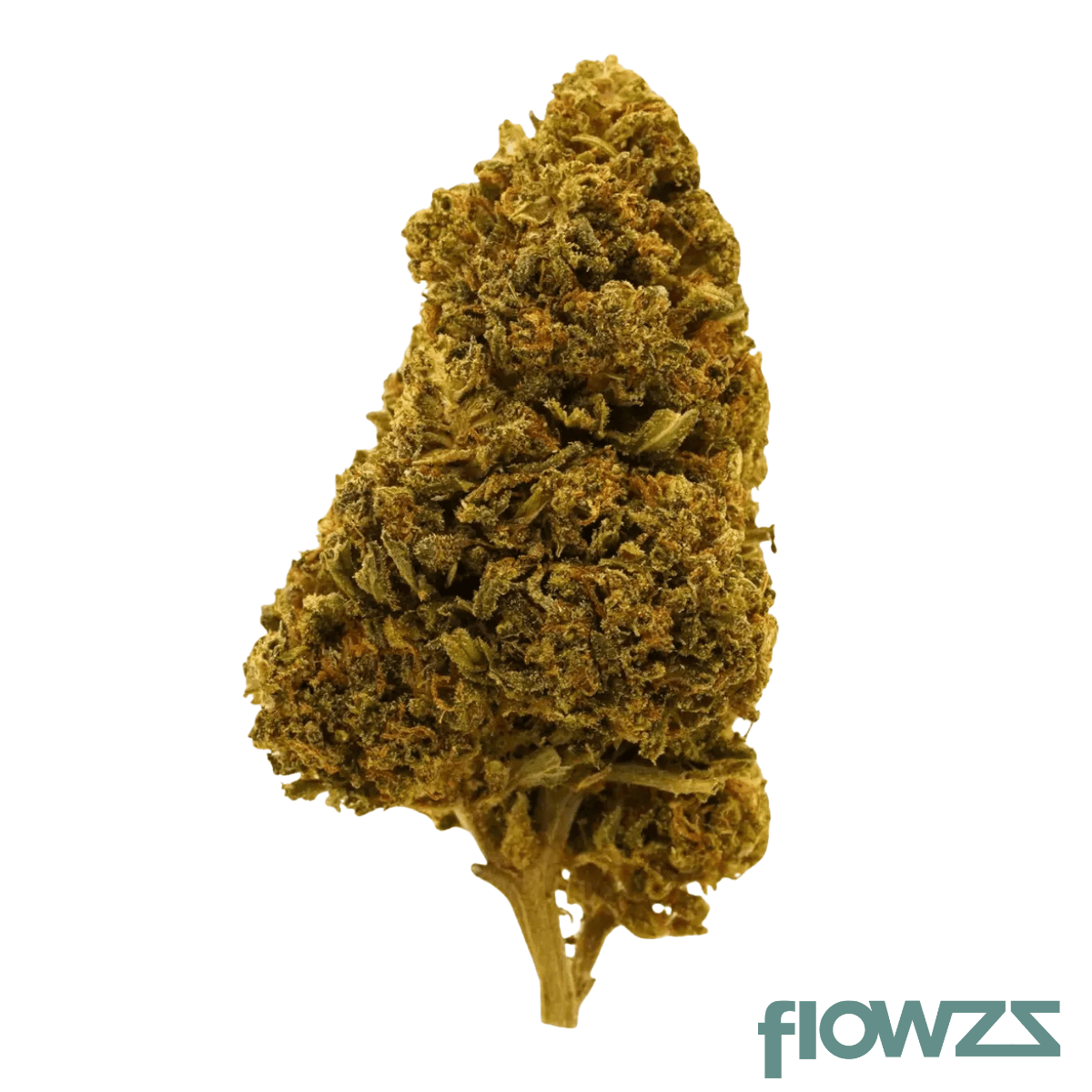Endo Canna TB 27/1 Tropical Banana Produktfoto