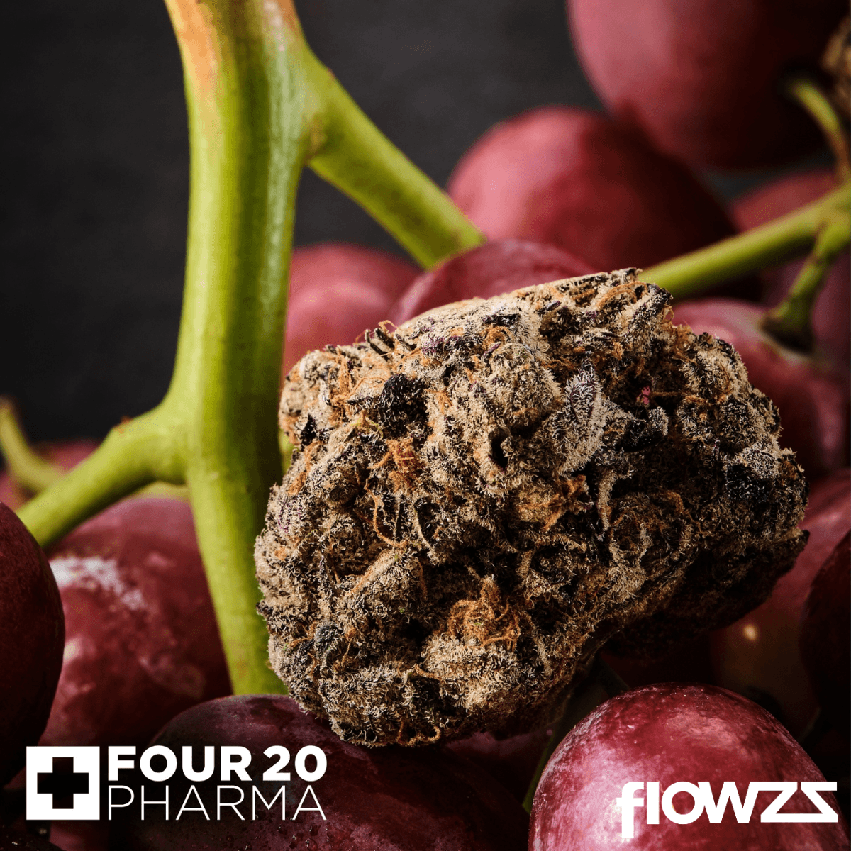 420 Evolution 27/1 CA MFG Modified Grapes Produktfoto