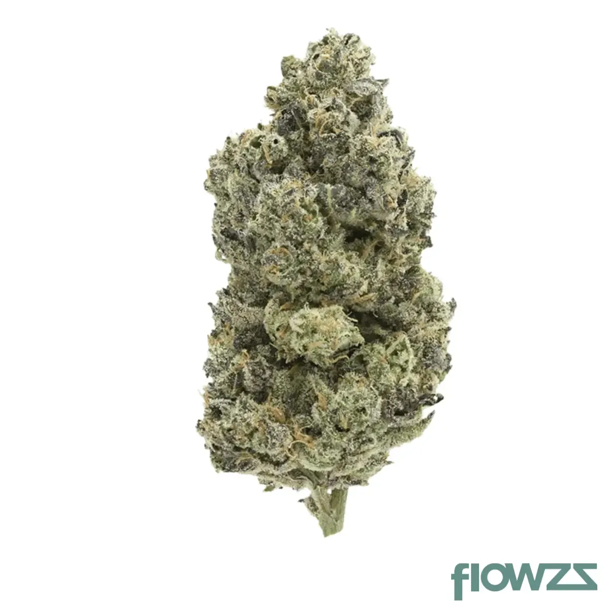HiDealz 18/1 MS LEC Lemon Eclipse smalls Produktfoto