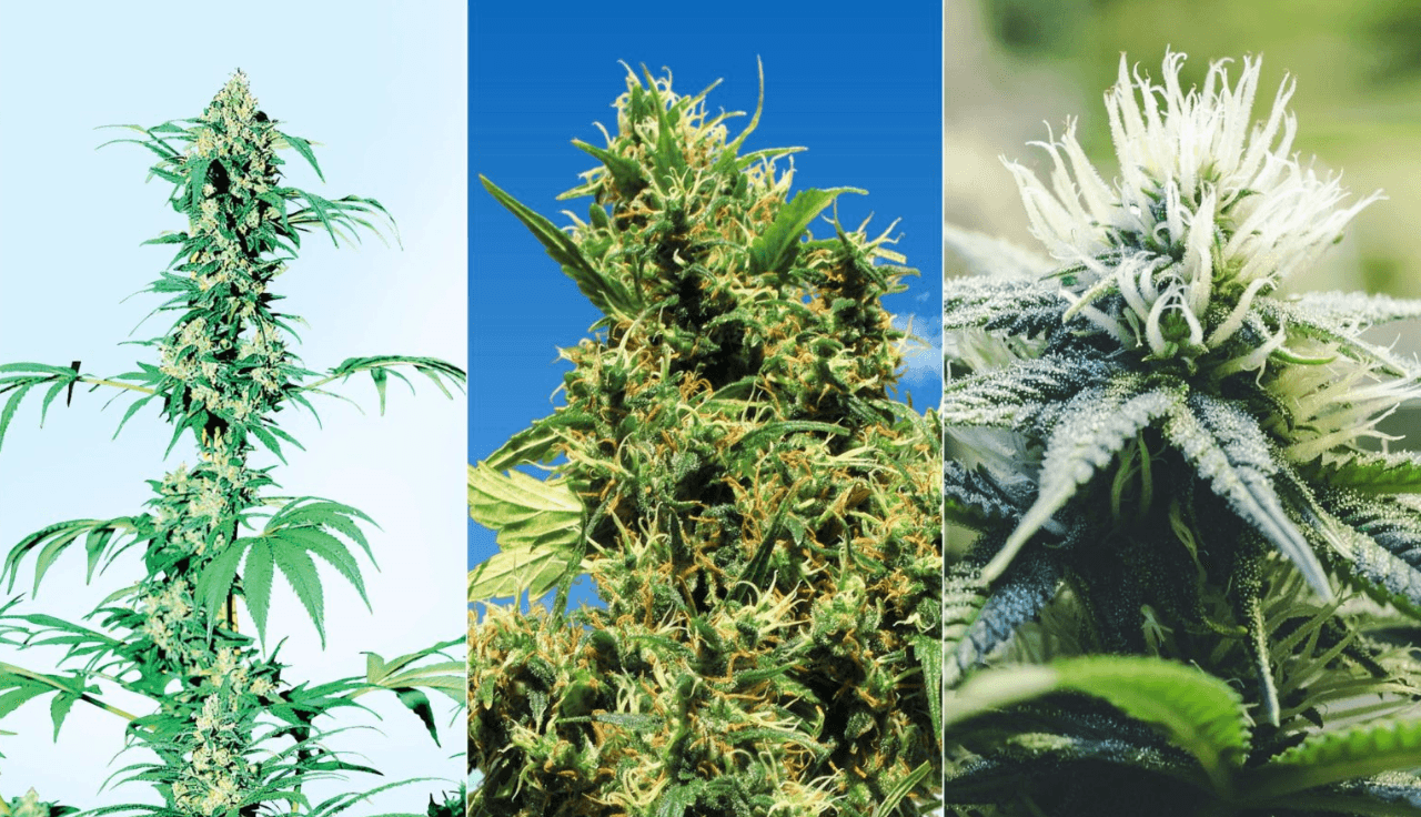 GG4 x Critical Kush » Wirkung, Strain Reviews & Preise | flowzz