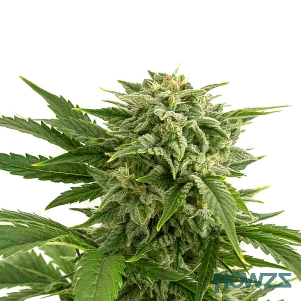 Bubba Kush » Wirkung, Strain Reviews & Preise | flowzz