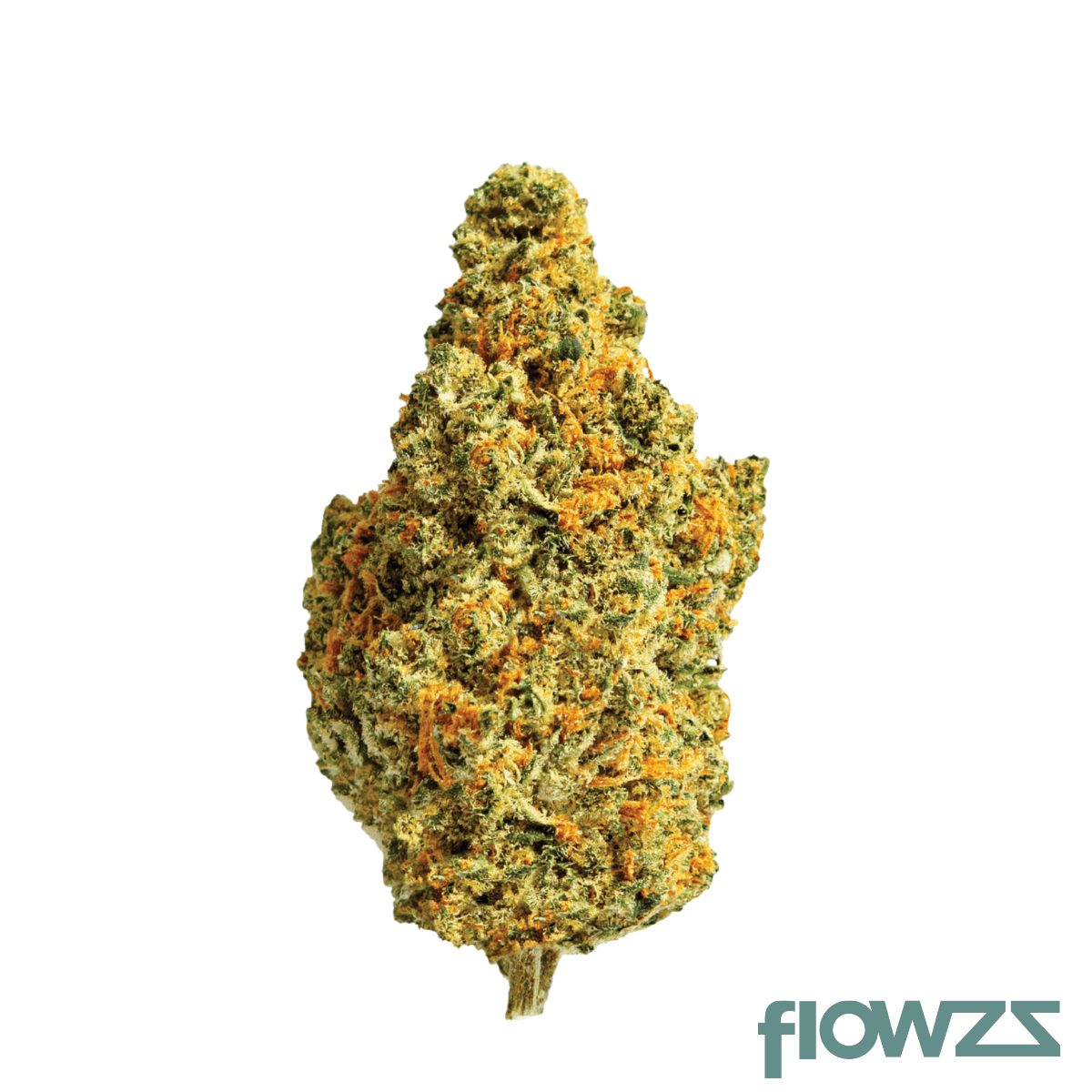 ZOIKS 31/1 TG product photo