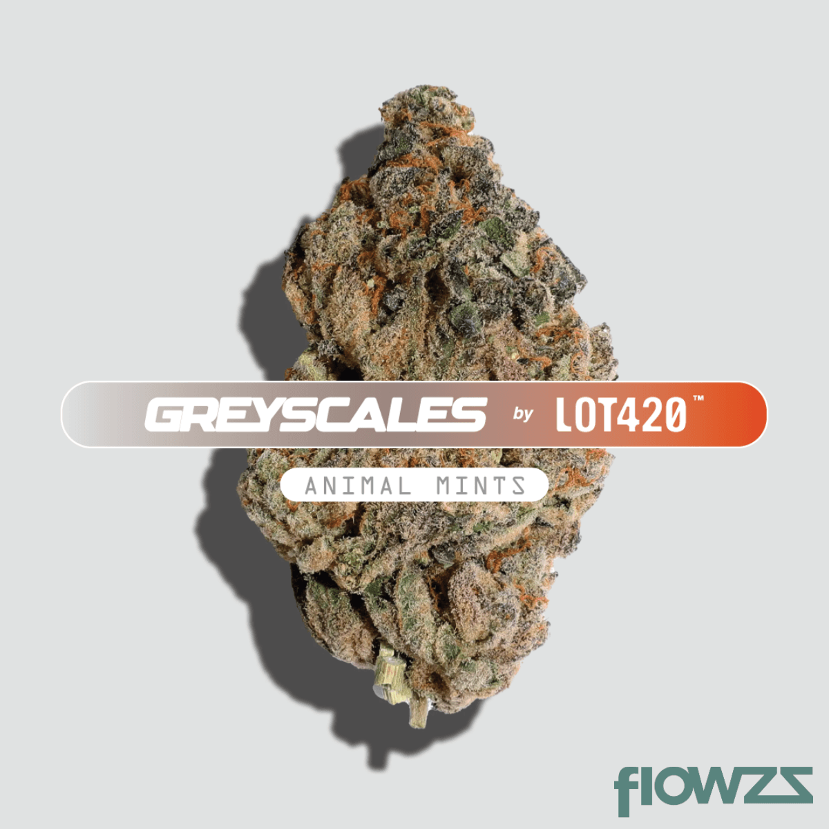 LOT 420 - Greyscales AM 21/1 Animal Mints product photo