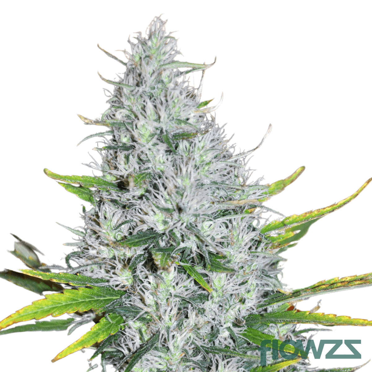 Maui Wowie » Wirkung, Strain Reviews & Preise | flowzz