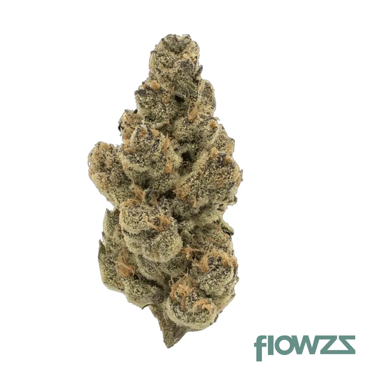 MGF CANN SNL 26/1 Honey Suckle Produktfoto