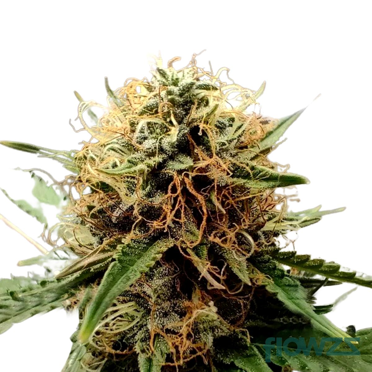 breezy vape whw wirkung White Widow » Wirkung, Strain Reviews & Preise