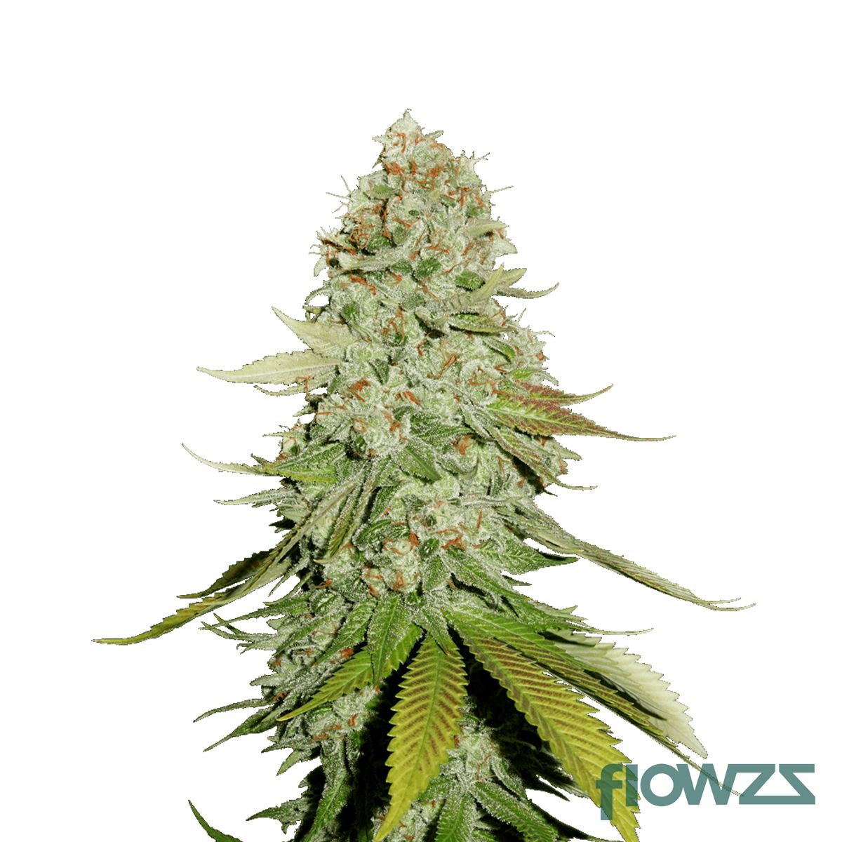 Gorilla Glue » Wirkung, Strain Reviews & Preise | flowzz