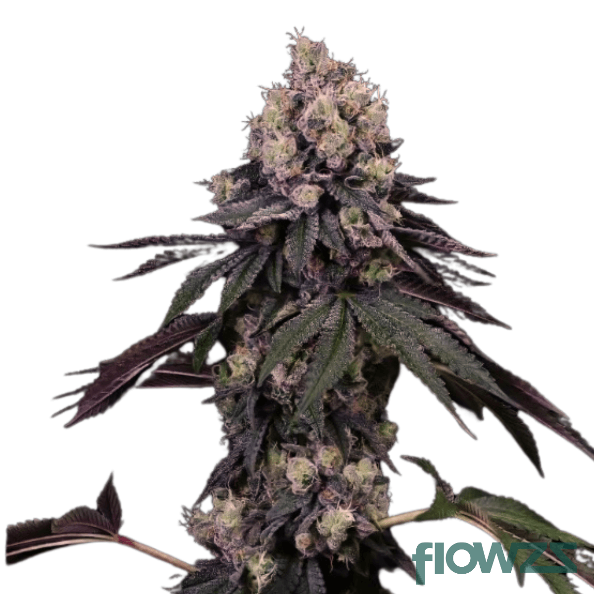 Rose Gold Pave » Wirkung, Strain Reviews & Preise | flowzz
