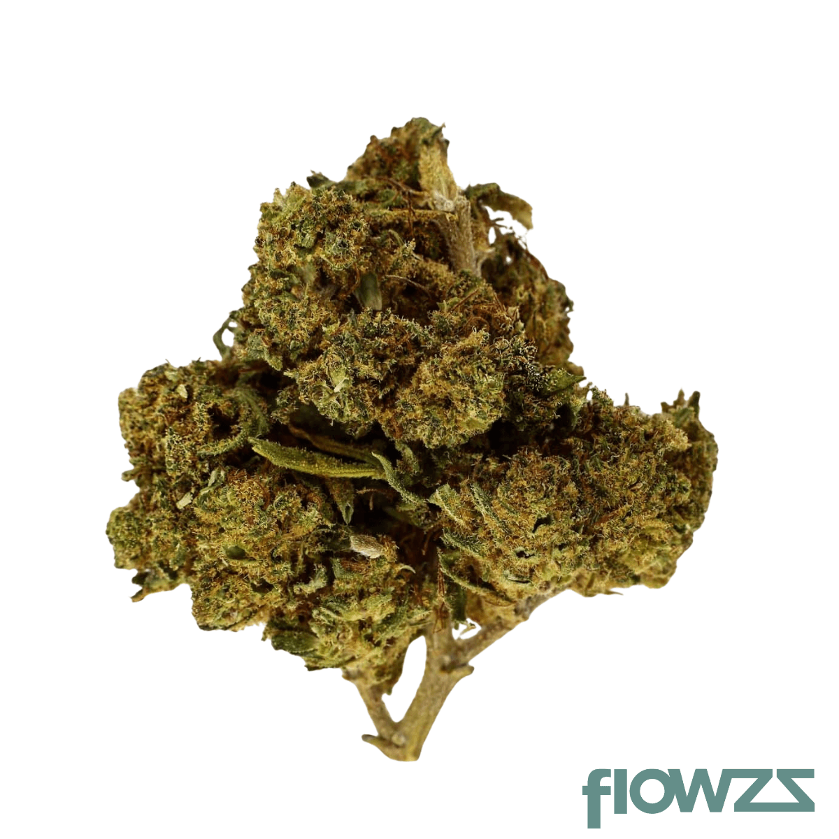 NOC AS 22 ARG Amnesia kush x Sherbet Shocker Produktfoto