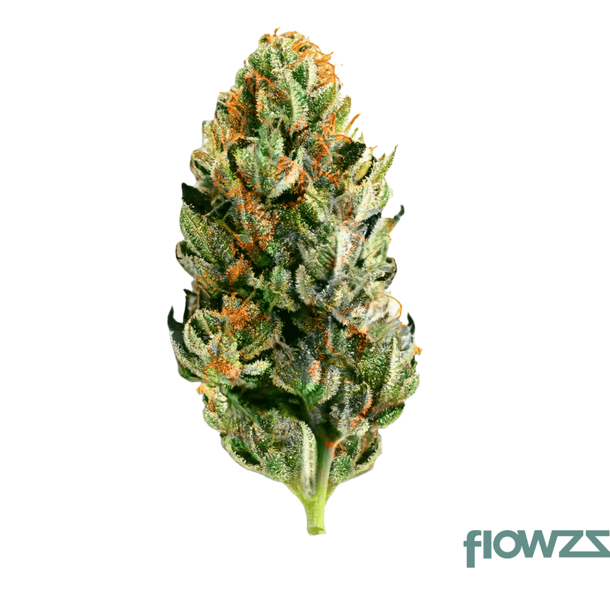 Canify Cannabis flos 20/1 Ku. The Chef Produktfoto