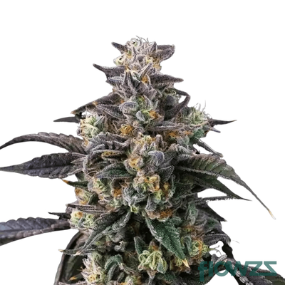 Frosted Boof » Wirkung, Strain Reviews & Preise | flowzz