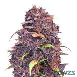 Lemonade x Runtz » Wirkung, Strain Reviews & Preise | flowzz